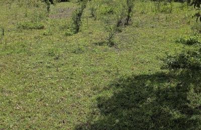 Prime ¼-Acre Residential Plot for Sale – Annex (Behind Jamboni)