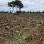 FOR SALE – PRIME 20 ACRES @ ZENA ROSES, PLATEAU